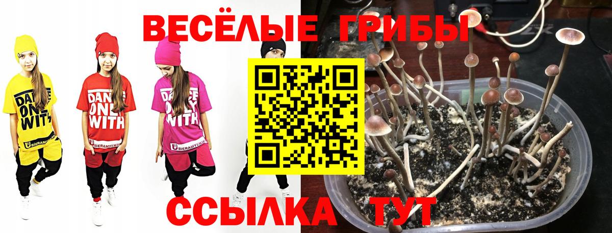 Галлюциногенные грибы GOLDEN TEACHER  Вход с VPN  где купить   Долгопрудный 